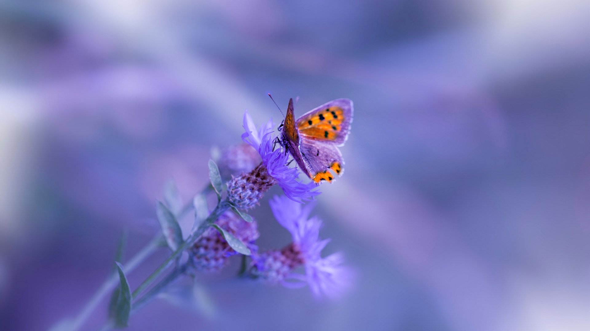 以瑞典之名，阿劳霍化身北欧壁垒，巴萨用北欧哲学碾压曼城