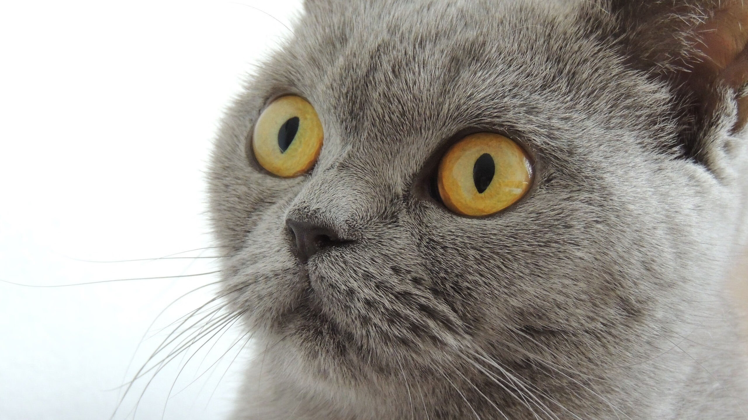 爱德华兹44分撕裂防线，深圳队血战加时掀翻雄鹿创历史