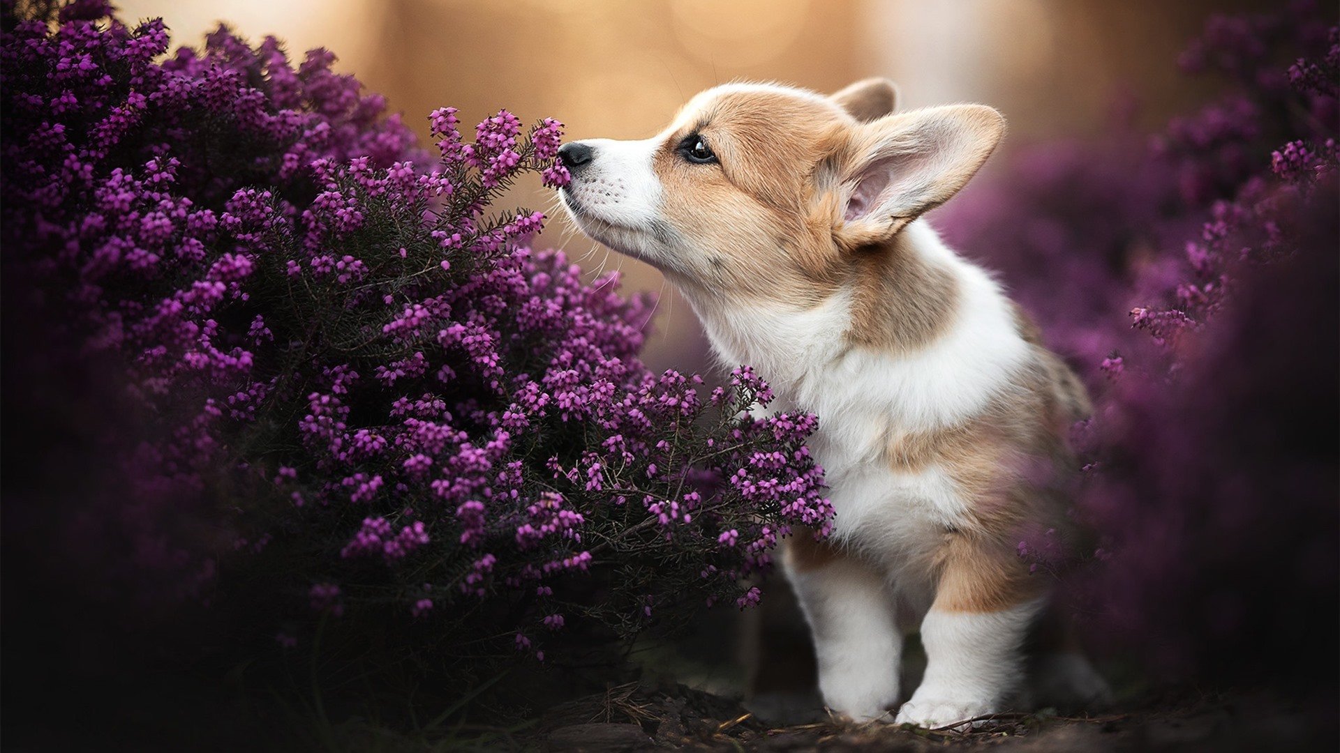 双线战场，拜仁的压迫美学与凯尔特人的淘汰赛智慧