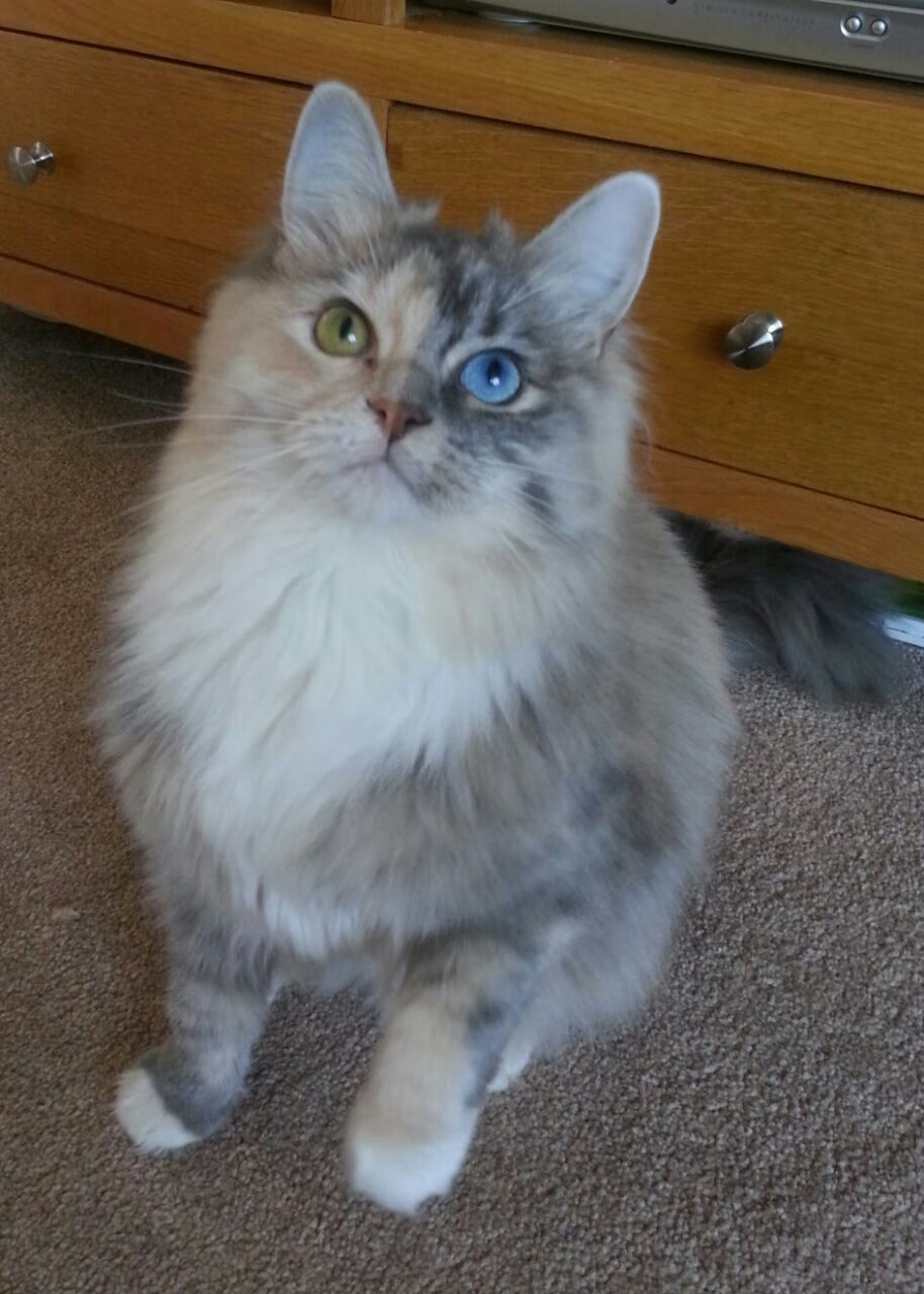 31+17+9!武切维奇数据全面爆炸难救主,森林狼鏖战步行者上演生死时速