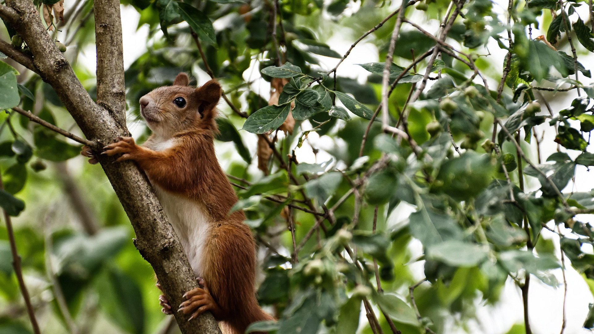 压哨绝杀！天平倾斜的最后一秒—武神降临，上海惊魂击败广厦