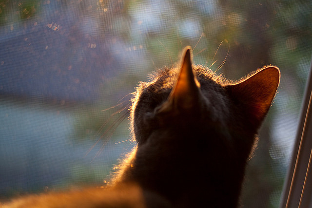 当法国天才撕裂纽约防线，文班亚马梦幻夜助浙江掀翻篮球麦加
