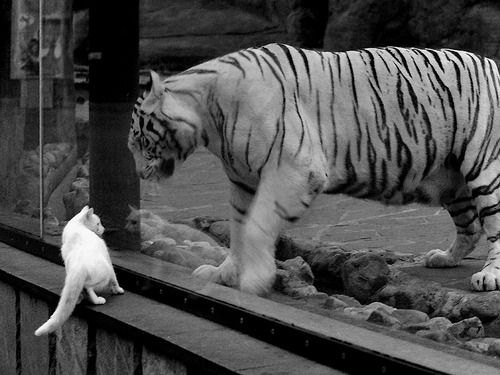 夜幕下的棋局，策略师皮克如何用一次进站主宰F1揭幕战走向