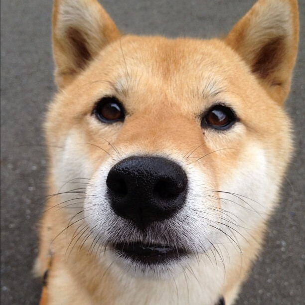 关键先生维尼修斯，瑞士强行终结澳大利亚的制胜利器