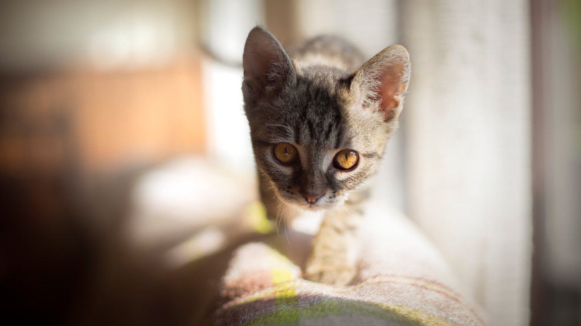 世界杯预选赛悬念终结,洪都拉斯提前击溃哥斯达黎加,迪马利亚关键先生助阿根廷锁定胜局