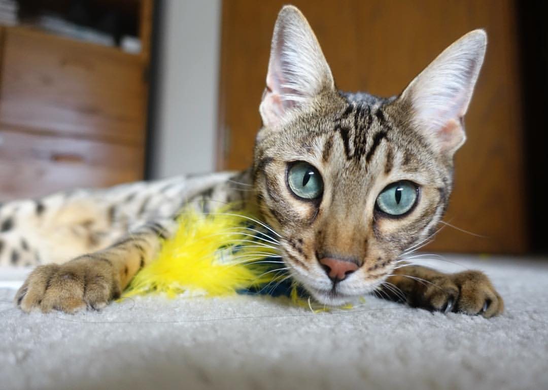 山巅回响,一个凡人之跃的2026世界杯首夜