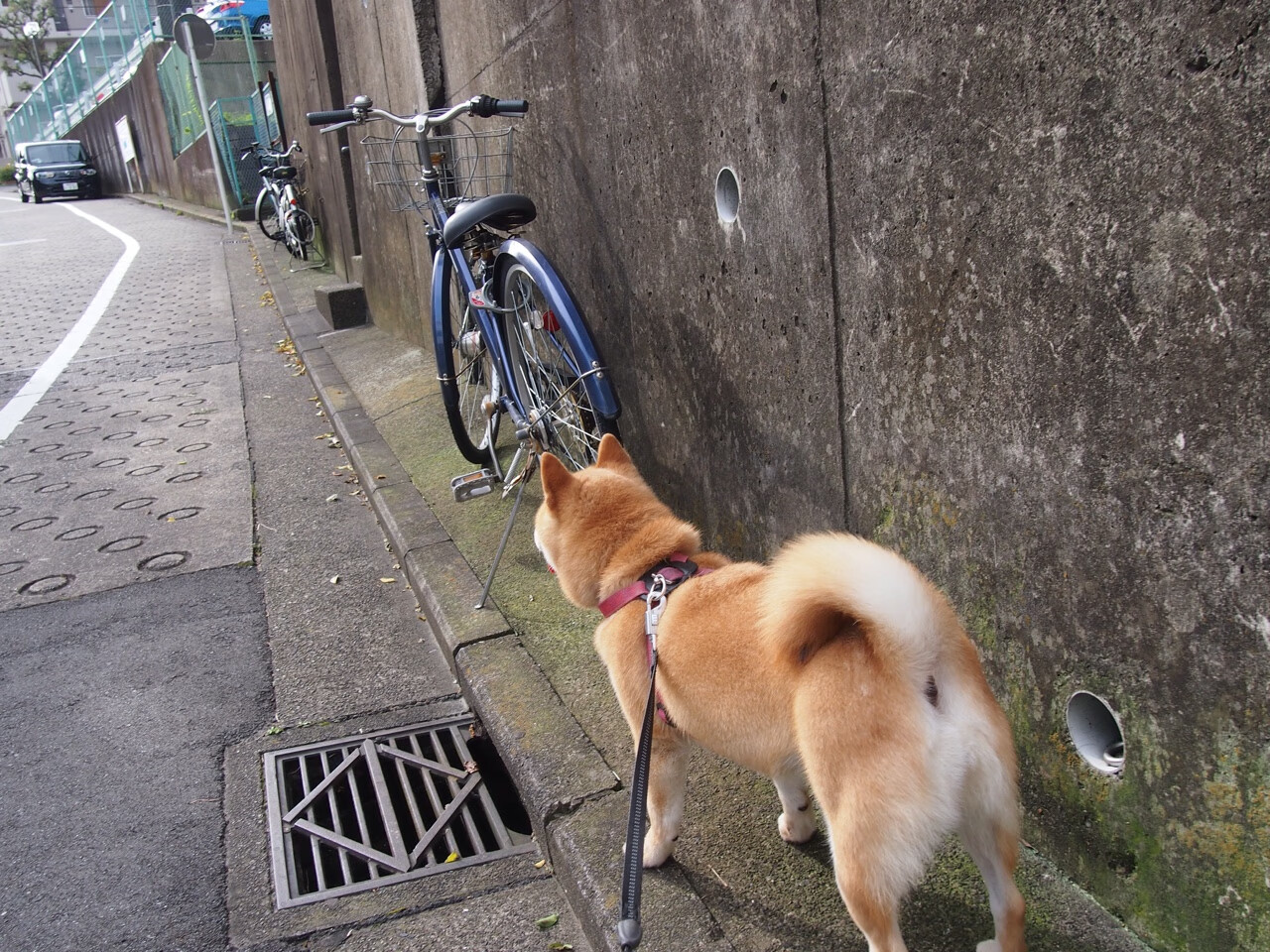 当狮子遇见斑马,格列兹曼在两种颜色间的独舞