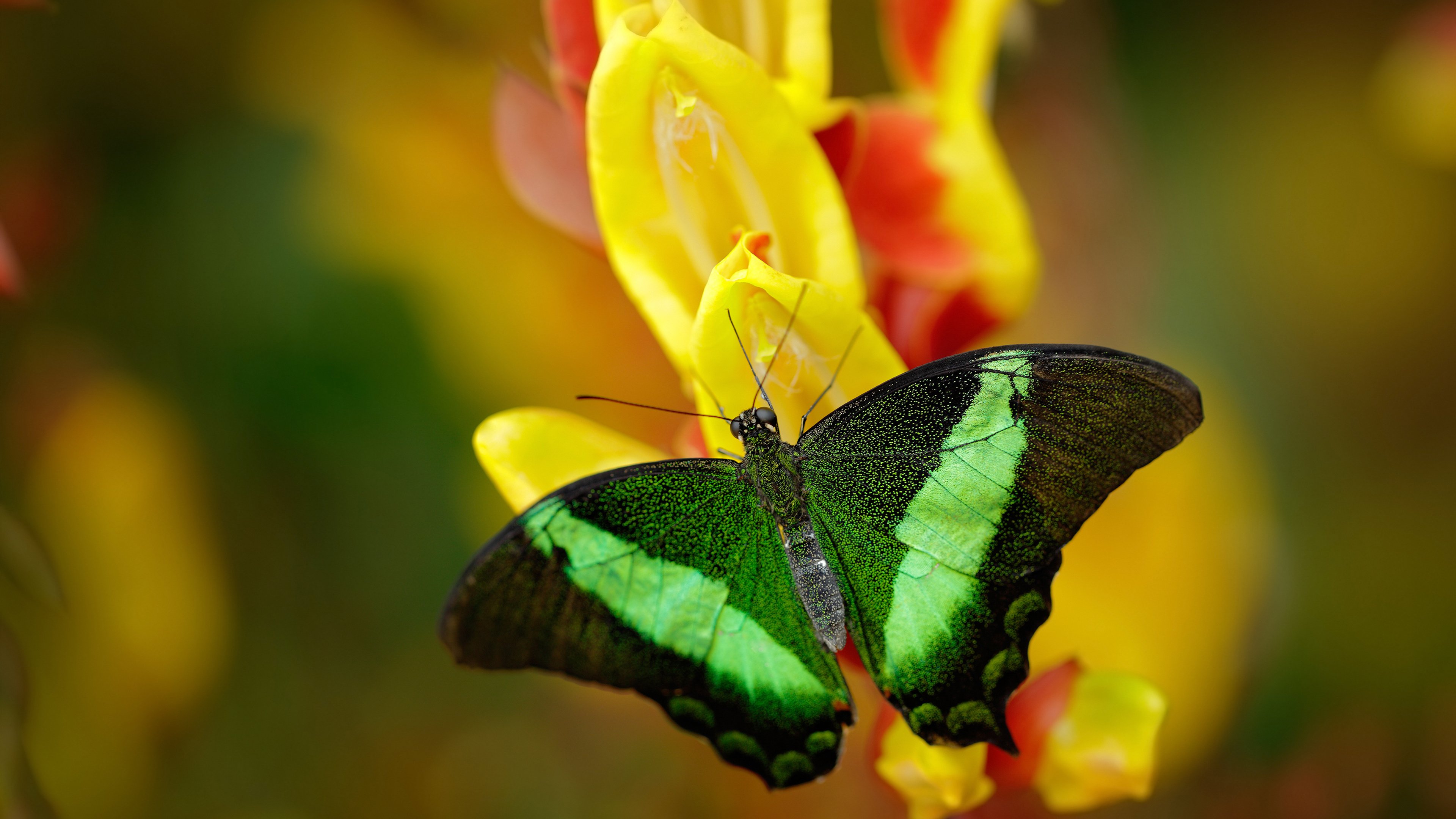 兹拉坦定律,当舞台灯光亮起,他便从传奇变成神话