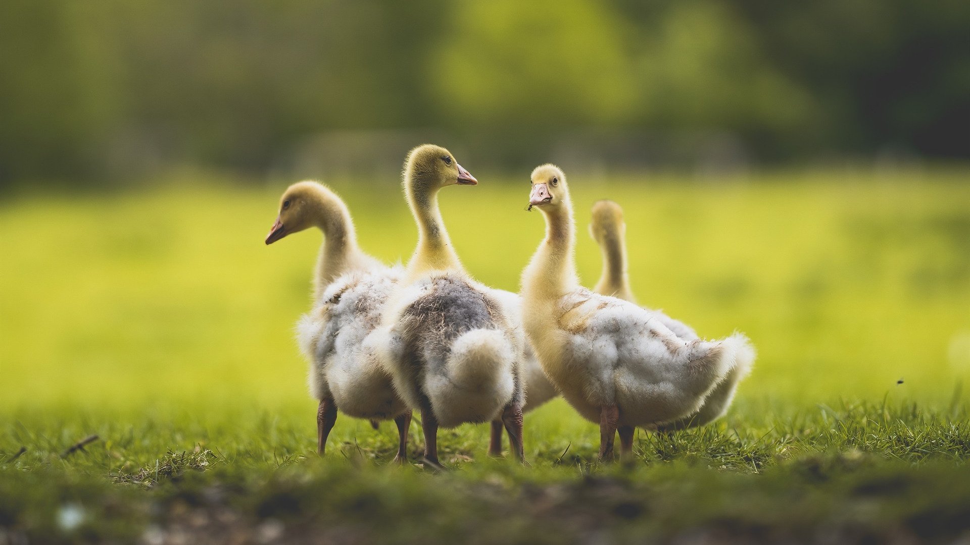 字母哥稳定输出如超强芯片,灰熊队以算法战术击溃辽宁队