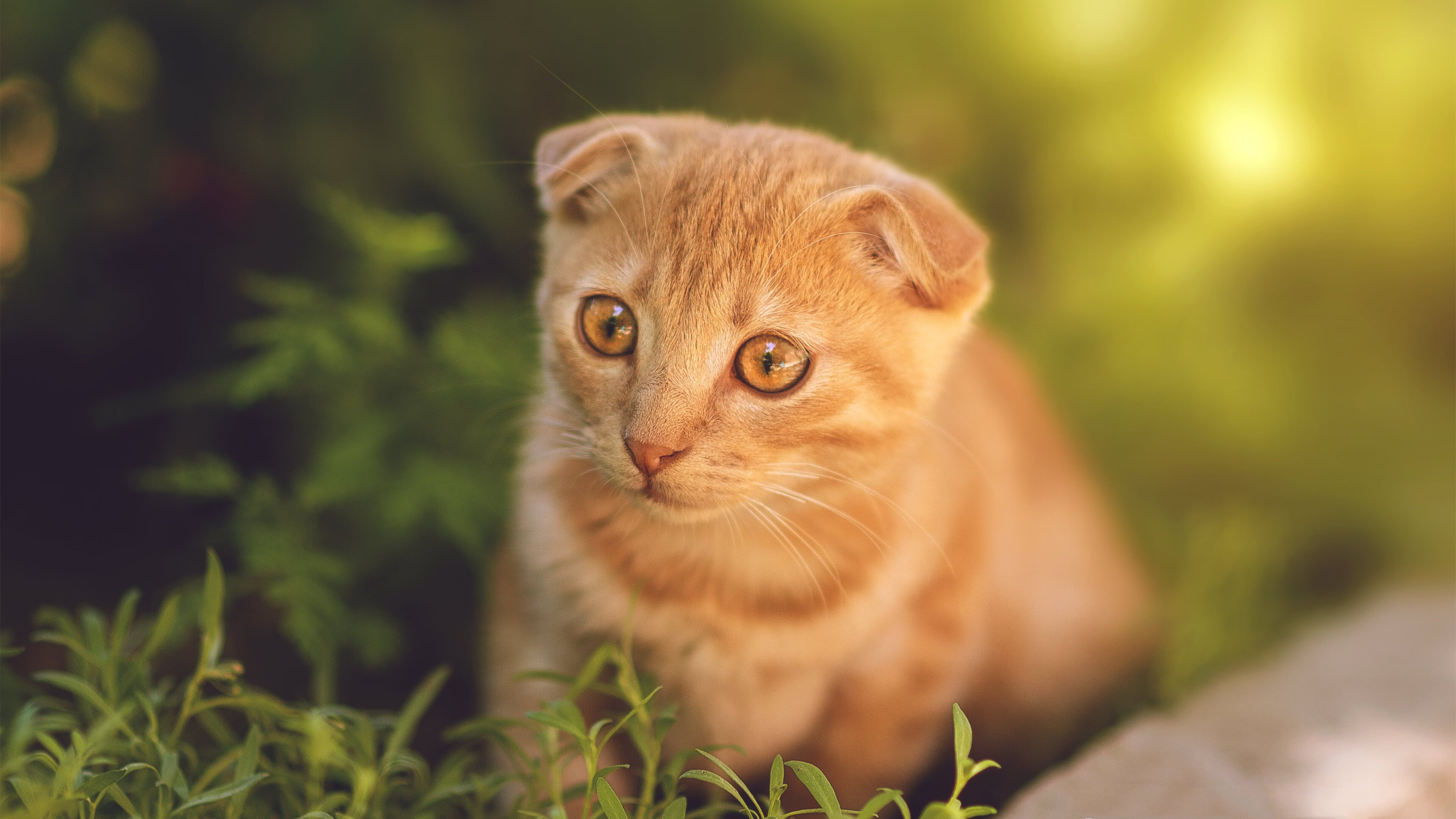 万物归宗，从绿茵场到棋盘，哈弗茨爆发与沙特棋王胜出的底层逻辑