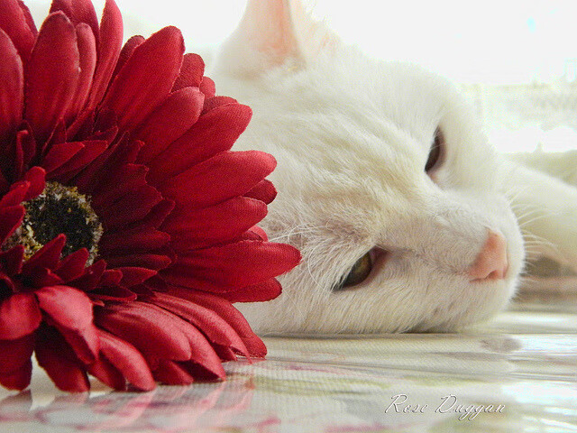 铁壁与神盾，墨西哥藤蔓防守绞杀奥地利，库尔图瓦生死回合一夫当关