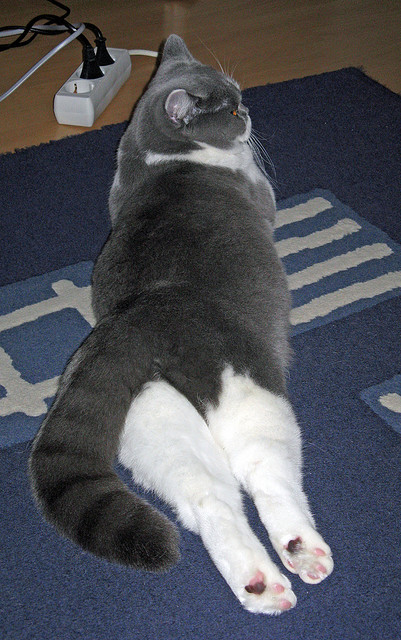 重型火炮与逆转之钥，锡安轰下42分，国王加时鏖战力克掘金